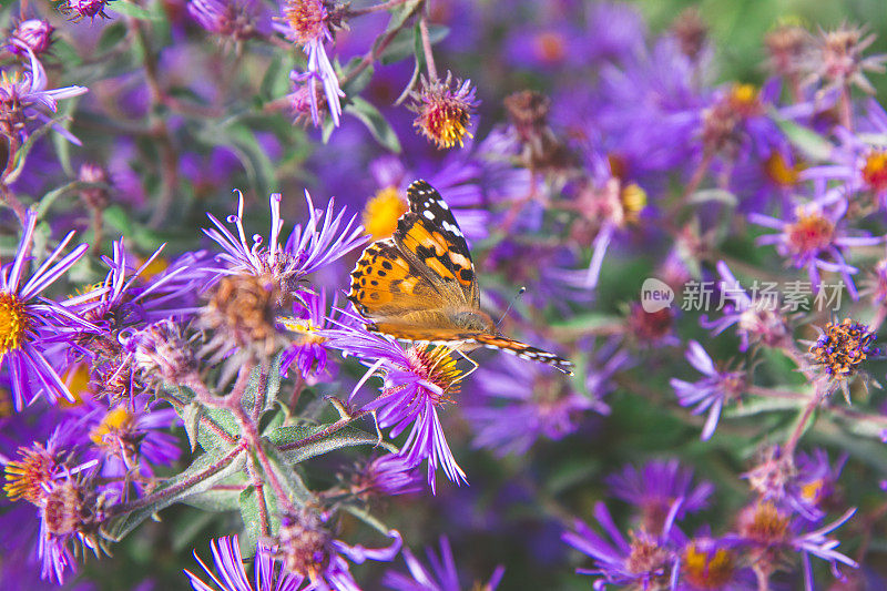 紫色茎紫菀上的红色上将蝴蝶。Symphyotrichum puni